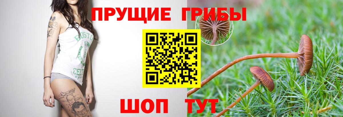 Галлюциногенные грибы прущие грибы Тайшет